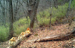 【西安生态日】首个“西安生态日”启动 秦岭生态情形；；；；；；；；ひ刈